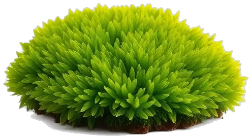 Plant 1