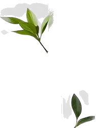 Plant 2