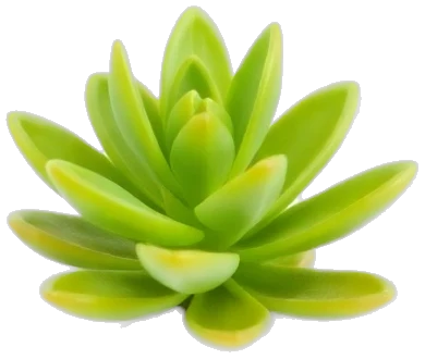 Plant 3
